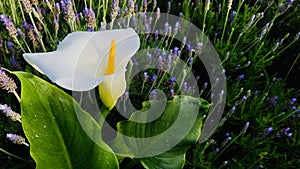 A calla lily grows in a lavender field.  Side view of a calla lily in field.