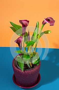 calla lily healthy floriculture houseplant with purple trumpet-like flower, exotic decorative bush, popular gift, love for plants