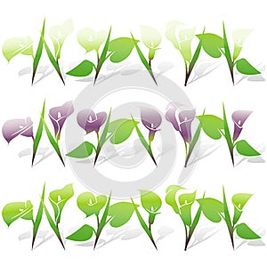 Calla Lily Icon Set