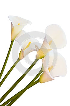 Calla lily isolated