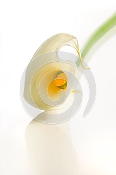 Calla lily, isolated