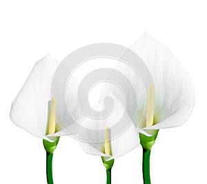 Calla lily isolated