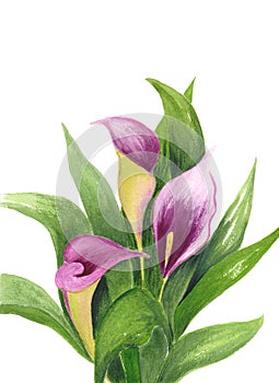 Calla Lily isolated on white background. Watercolor illustration of bouquet. Purple flowers and green leaves. Botanical realistic