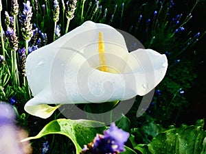 Calla lily among lavender field in the sunshiny morning. photo