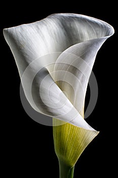 Calla lily macro details