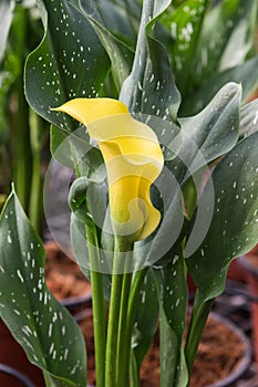 Calla lily with many leaves as floral background