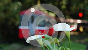 Calla Lily and old train running in the forest