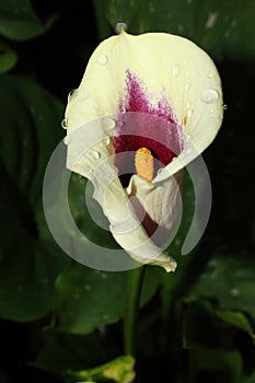 Calla Lily Picasso (Zantedeschia) is an exquisite and extraordinary variety of Calla lily