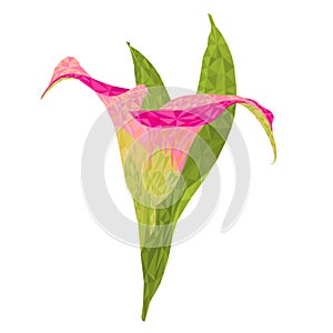 Calla lily pink flowers and leaves polygons herbaceous perennial ornamental plants on a white background vector illustration