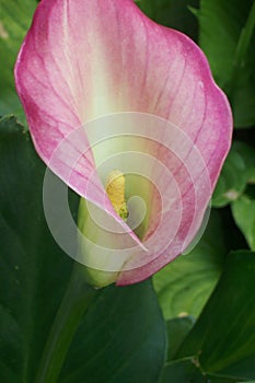 Calla Lily in the Poconos