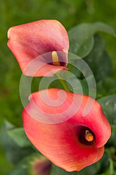 Calla lily red flowers