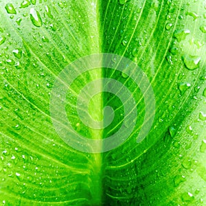 Calla lily refresh green broad leaf with raindrop.