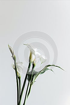 Calla lily by sarah mcdonald photo