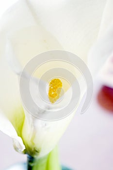 Calla lily spadix close