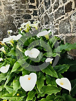 Calla lily with stone wall background.