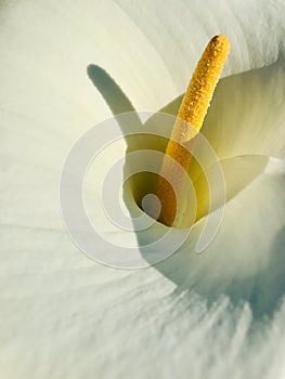 Calla lily. Sunshiny and Shadow Marco photography.