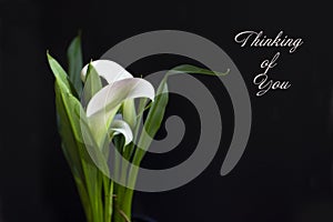 A Calla Lily  with the text `Thinking of You` on a Black Backdrop