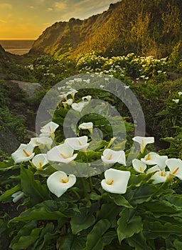 Calla Lily Valley SUnset