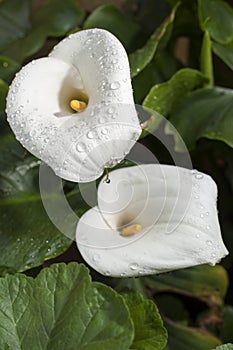 Calla lily with watter drops