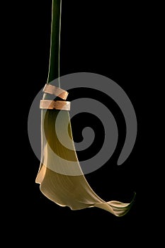 Calla lily and wedding wedding rings