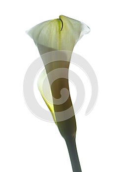 Calla lily in white