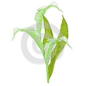 Calla lily white flowers and leaves polygons herbaceous perennial ornamental plants on a white background vector