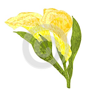 Calla lily yellow flowers and leaves polygons herbaceous perennial ornamental plants on a white background vector