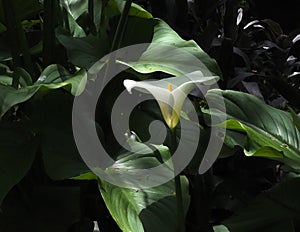 Calla Lily Or Zantedeschia Aethiopica