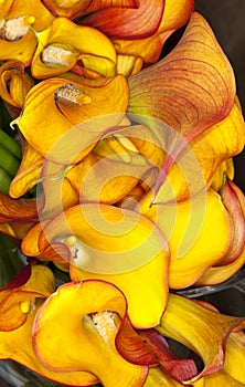 Calla-lily (Zantedeschia aethiopica)