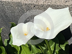 Calla lily / Zantedeschia aethiopica / Arum lily, Zantedeschia, Zimmerkalla, Kalla, L`Arum blanc, Arum dÃ¢â¬â¢Ãâ°thiopie or Richarde photo