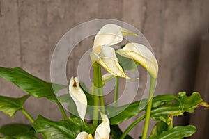 Calla lily or Zantedeschia Aethiopica plant in Zurich in Switzerland