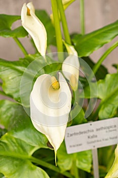 Calla lily or Zantedeschia Aethiopica plant in Zurich in Switzerland