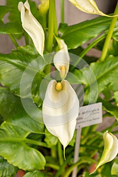 Calla lily or Zantedeschia Aethiopica plant in Zurich in Switzerland