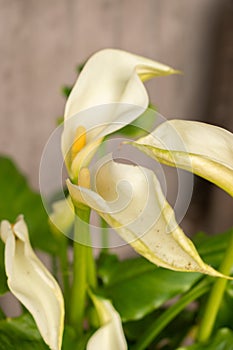 Calla lily or Zantedeschia Aethiopica plant in Zurich in Switzerland