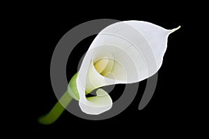 Calla lily or Zantedeschia against a black background