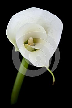 Calla lily or Zantedeschia against a black background