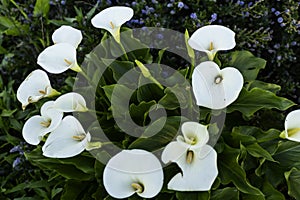 Calla Lilys in San Francisco