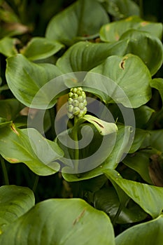 Calla palustris photo