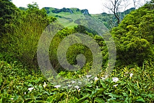 Calla palustris - plants of acores archipelago photo