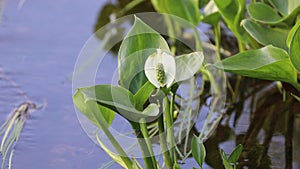 Calla palustris. Swamp robin plant in a swamp in the Russian Arctic