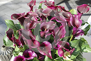 Calla PU69-Dreamland in the flower pot.