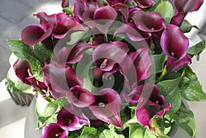 Calla PU69-Dreamland in the flower pot.