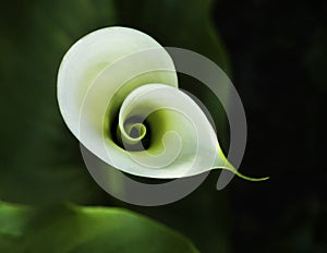 Espiral 