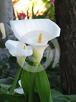 Calla with a white calyx and a yellow stamen