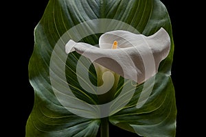 Calla white flower with a big green leaf