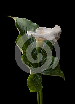 Calla white flower with big green leaf