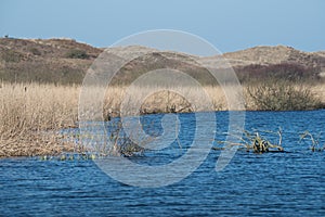 Callantsoog, Netherlands, march 2022. The dune landscape near Callantsoog in North Holland. photo