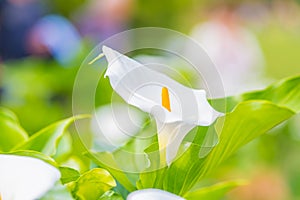 Calla Lily Flower