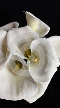 Callas bouquet fantasy