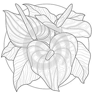 Callas flowers.Coloring book antistress for children and adults.